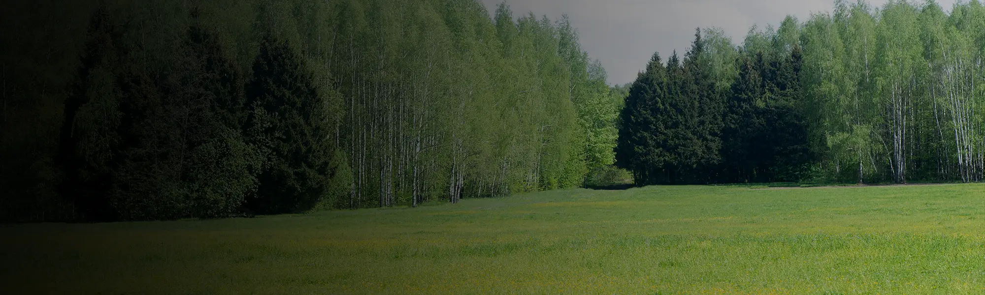 A large plot of vacant land with grass and trees in the distance.