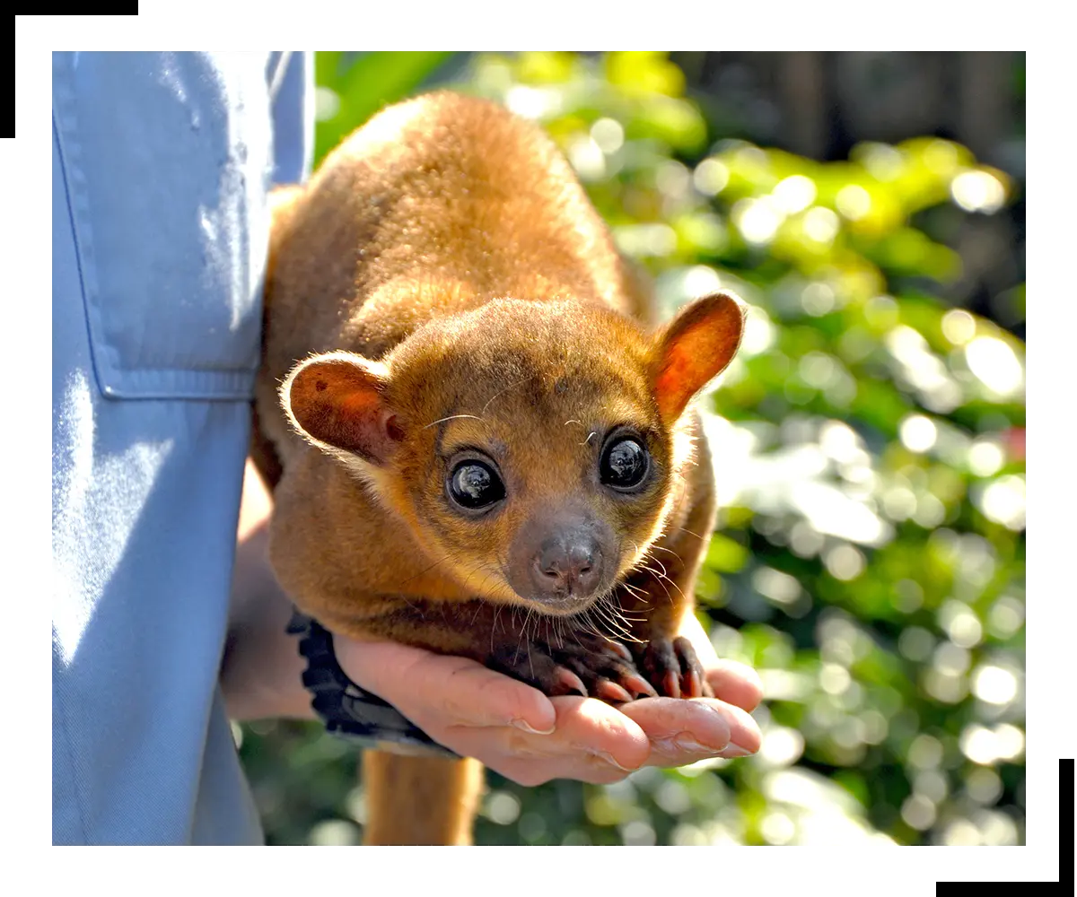 A person holding a Kinkajou.