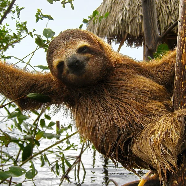A sloth hanging from a tree with its arm outstretched.