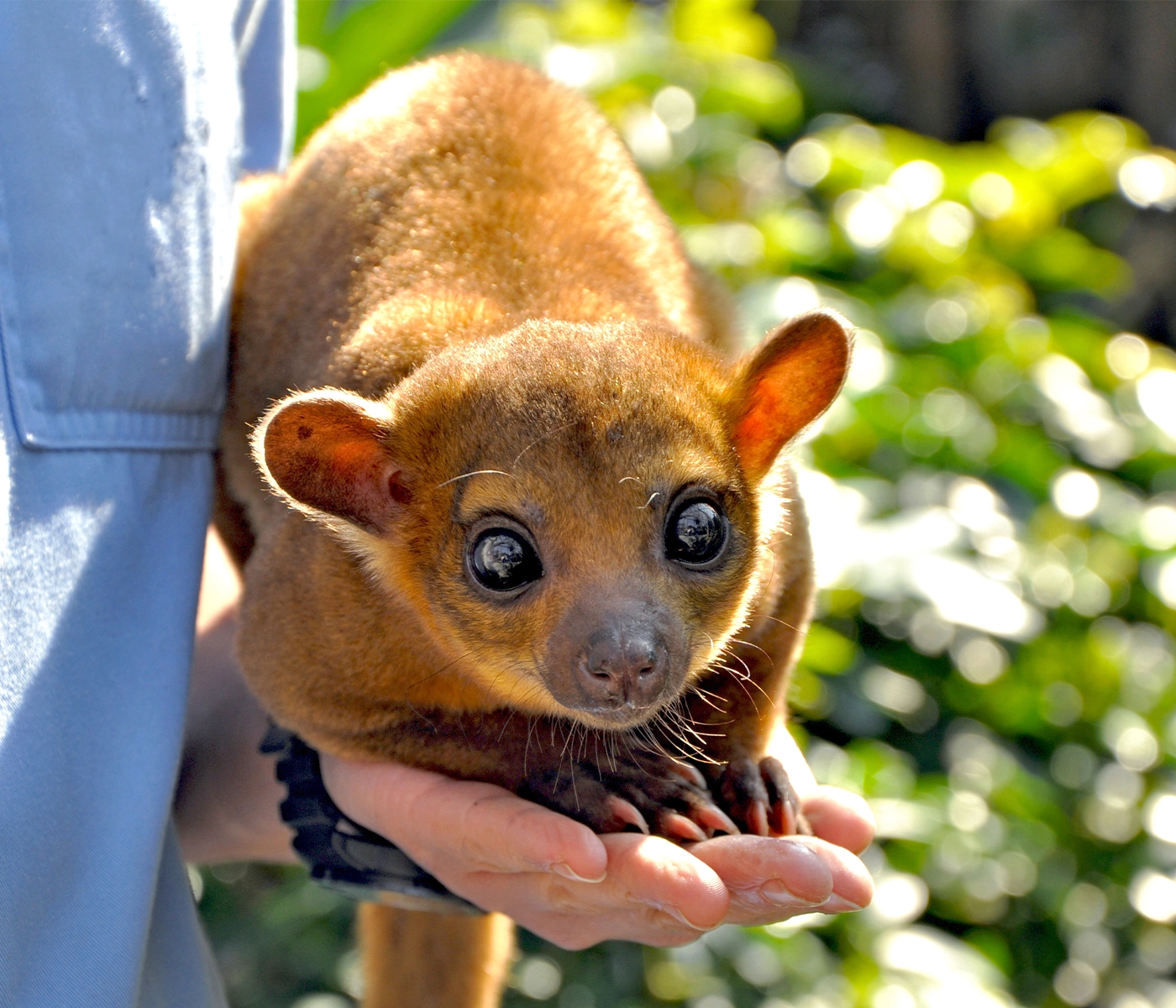A kinkajou.